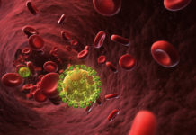 The HIV Lifecycle: How HIV Enters Our Body and Reproduces