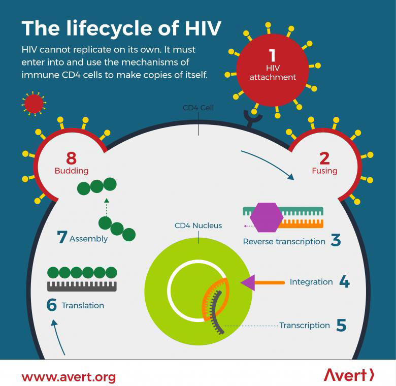 The lifecycle of HIV
