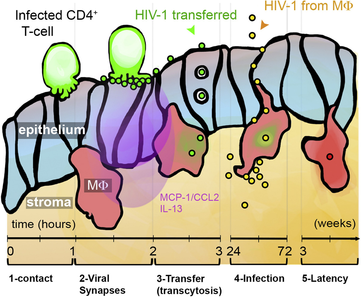 Chain of Events of HIV-1 Transmission to Macrophages in Genital Tissue following Virological Synapse Formation